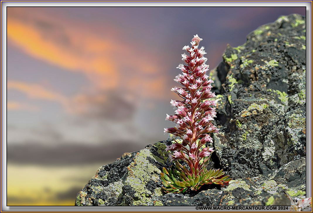 Saxifrage florulenta Moretti
